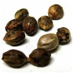 Семена марихуаны АК-47  (Seeds AK-47) в Рузе